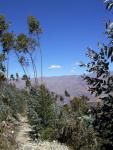 317. Cestou do BC Huascaran, AloeVera plants
