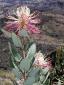 318. Flora cestou do BC Huascaran