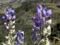 319. Flora cestou do BC Huascaran