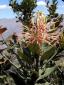 320. Flora cestou do BC Huascaran