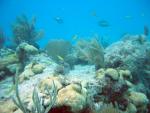 075. Big Pine Key, Florida, Looe Key - potápění